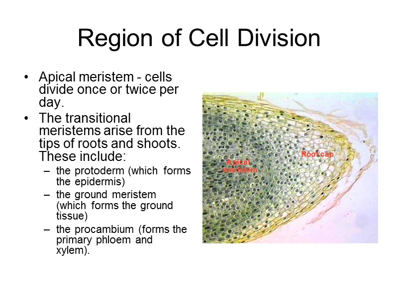 Region of Cell Division Apical meristem - cells divide once or twice per day.